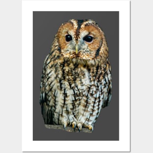 Brown Owl or Tawny Owl Posters and Art